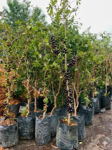 Jabuticabeira híbrida frutificando (fazemos entrega na sua casa)