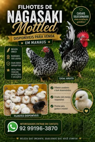 Filhotes de galinha  Nagasaki 