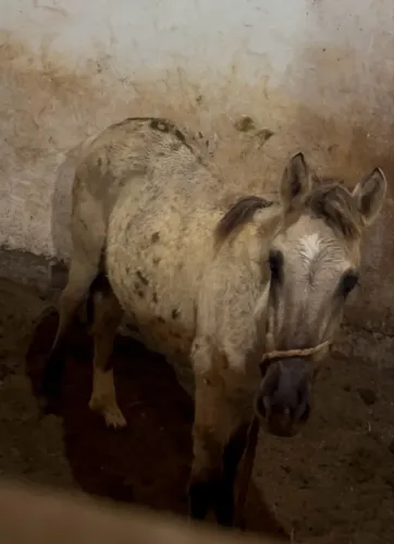 Potrinha dócil a venda (aceito propostas)