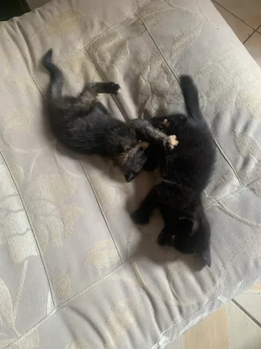Doação de dois gatinhos irmãos.