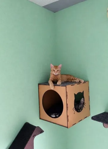 Gatinhos filhotes Adoção Responsável 