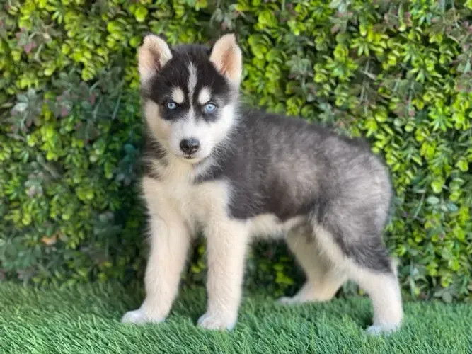 Husky Siberiano,Husky Siberiano Filhote Top Padrão da Raça