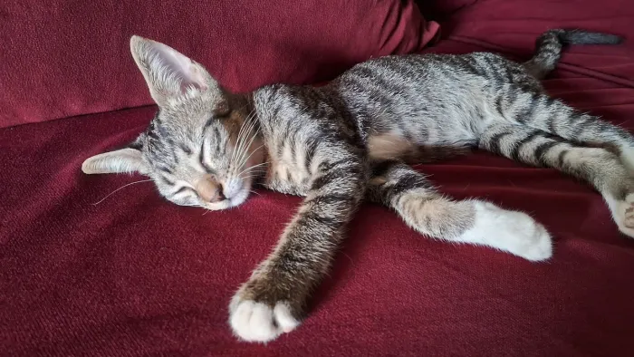  Filhote gato  para adoção 