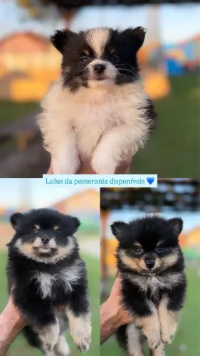 Spitz alemão 