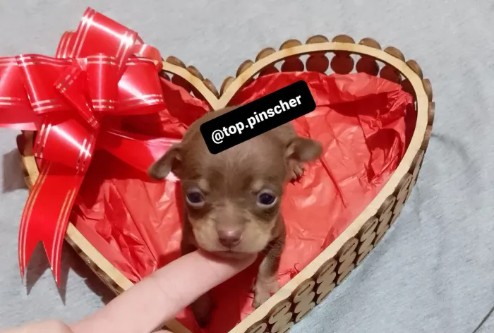 Pinscher fêmea 