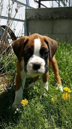 Filhotes De Boxer - Nada Como Um Filhotinho Para Iluminar Seu Dia 
