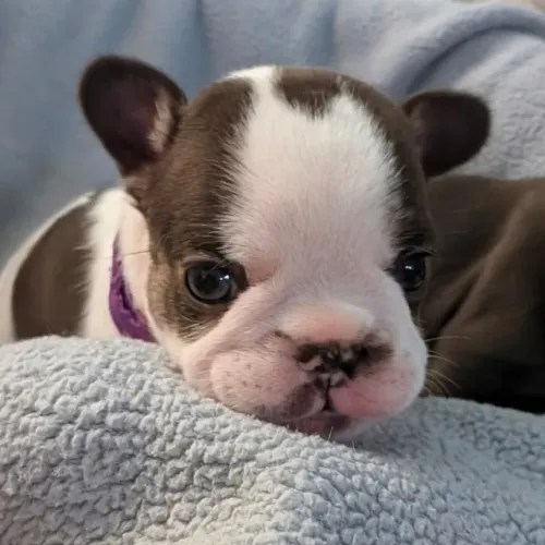 Bulldog frances muito carinhoso