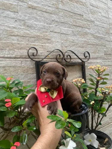 Labrador chocolate olhos azuis femea