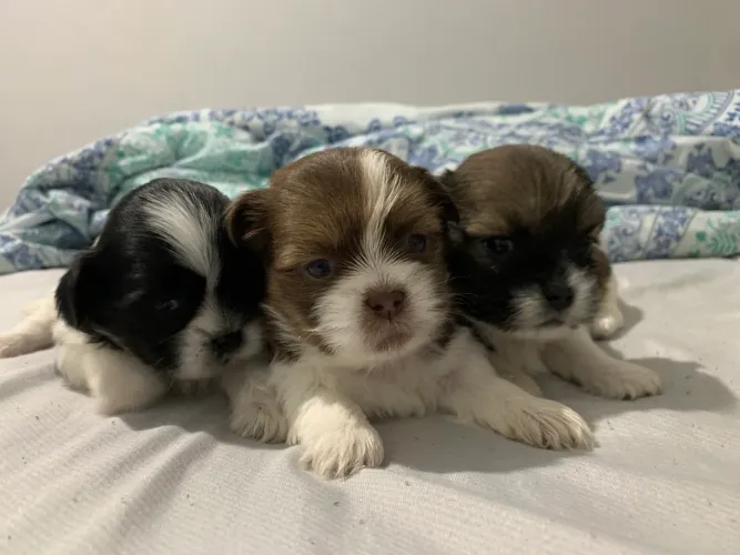 Filhotes de Shih tzu