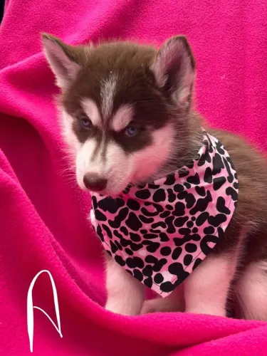 Filhotes de Husky Siberiano | Felicidade peluda te aguarda.