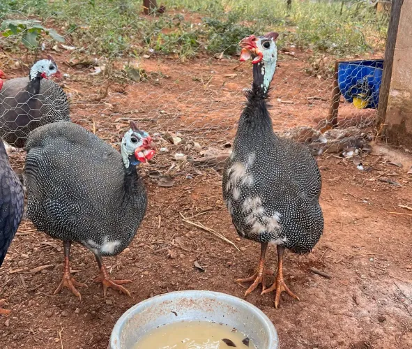 Galinhas D?Angola Cocá Capote