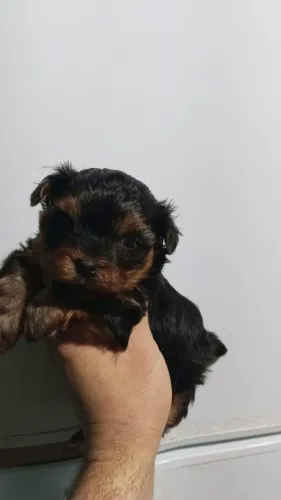 Machinho micrinho de bolso 