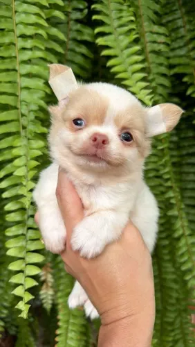 Chihuahua. Um rapazinho de pelagem longa de olhinhos claros. Um russinho apaixonante!!