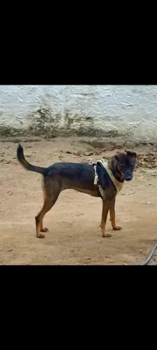 Linda cadelinha castrada e carinhosa 8 meses.