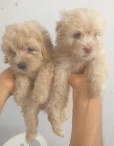 Vende-se filhote de poodle toy 