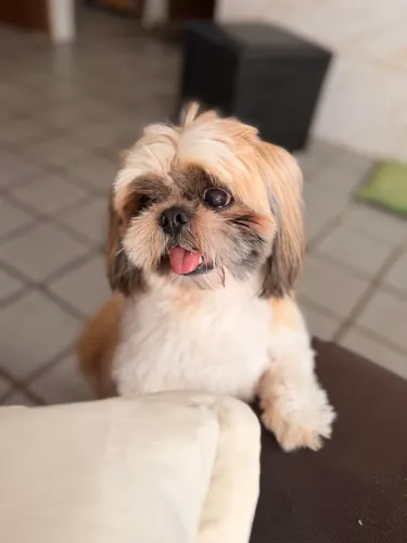 Procuro uma namoradinha, meu nome Luck, raça Shih Tzu!