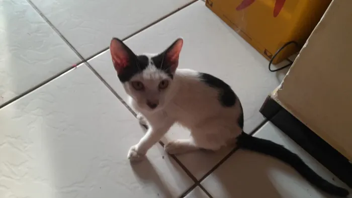 Doação de gatos  com urgência 
