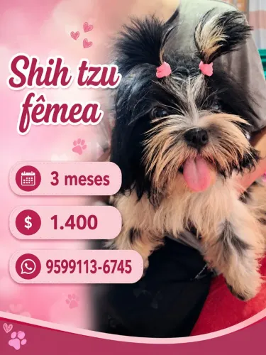 Shih tzu fêmea 