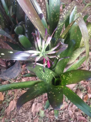 Bromélias aleluias vendas em atacados
