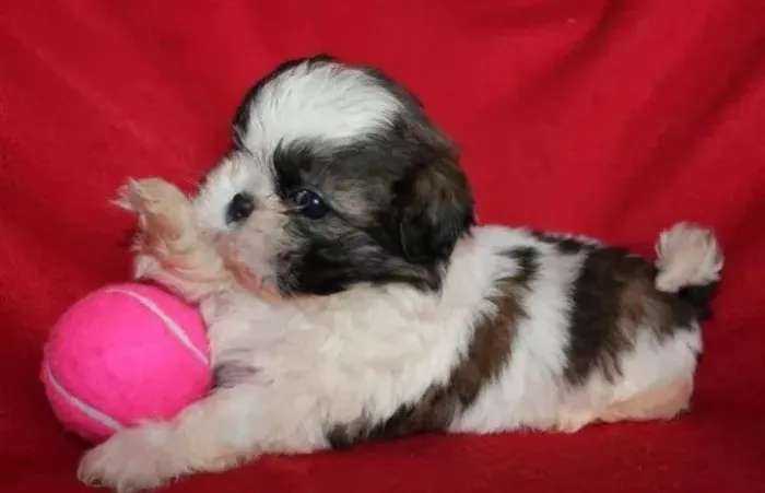 Filhote shih tzu, Pequenos no Tamanho, Gigantes no Amor!