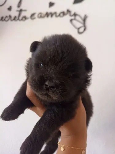 Chow Chow macho disponível para venda watts *