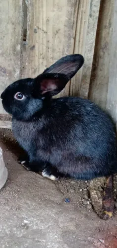 Vendo um mini coelho macho 