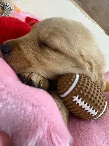 Golden Retriever Fêmea
