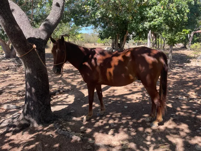 Cavalo 
