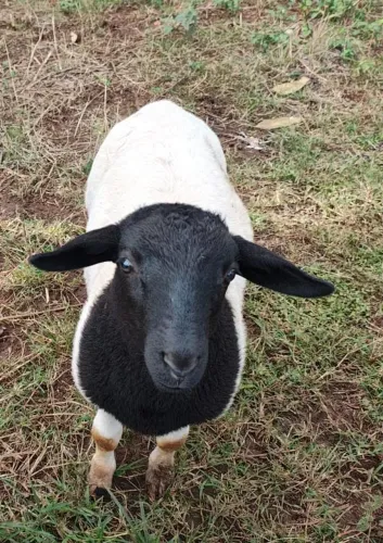 Carneiro Macho Dorper 