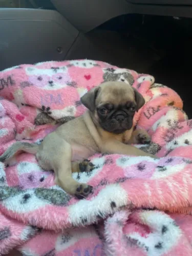 Cachorro filhote PUG Macho