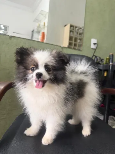 Linda filhote de Lulu da pomerania 