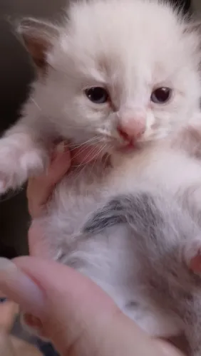 Os gatinhos mais lindos da cidade