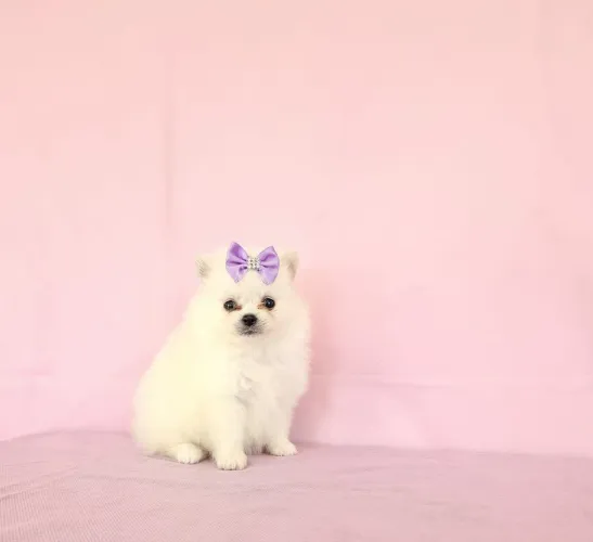 SPITZ ALEMÃO (LULU DA POMERÂNIA) - LINDOS FILHOTES - VÁRIAS CORES