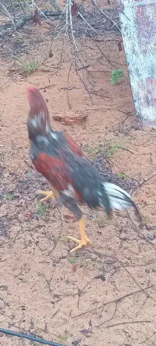 Galos caipiras 160 dias venda