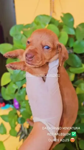 Dachshund Miniatura Fêmeas Arlequim
