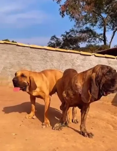 Filhote Fila Brasileiro Vacinados