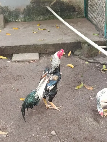 Galo Shamo