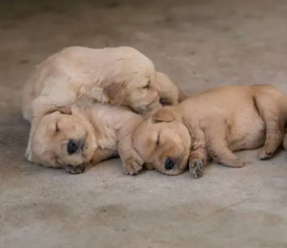 Maravilhosos Filhotes de Golden Retriever - O Cão Mais Dócil e Companheiro do Mundo