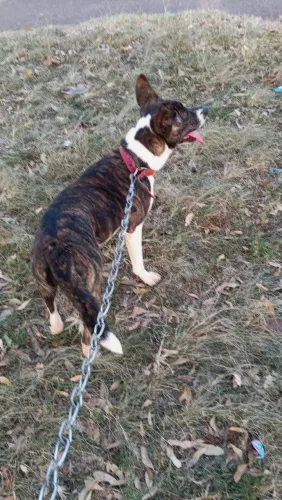 Doação de pet