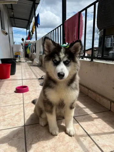 Husky filhote 3 meses