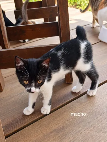 Lindo gato para adoção responsável