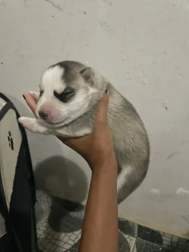 Cachorro husky siberiano