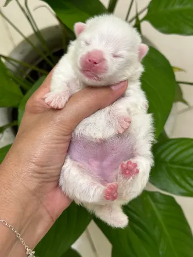 Lulu da Pomerânia