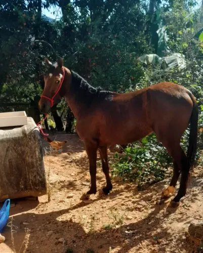 Vendo cavalo