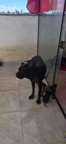 Cane Corso, fêmea, doação