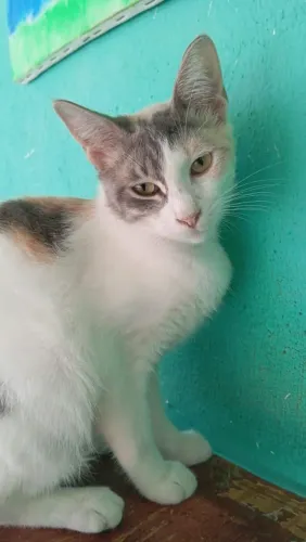 Gatinha castrada, vacinada, muito amorosa para adoção responsável!