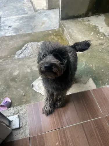 Doação Poodle