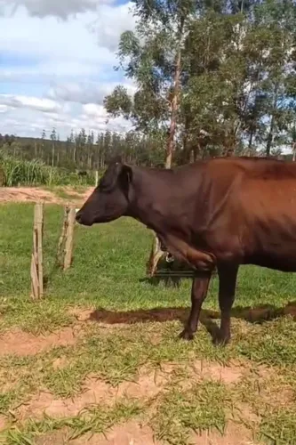 Vacas novilhas leiteira