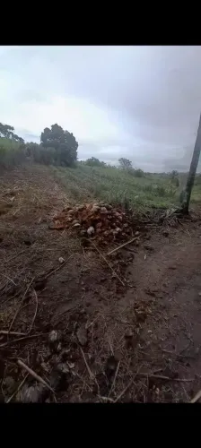 APROVEITE AS TROVOADAS E PLANTE BRS CAPIAÇU E BRS KURUMI