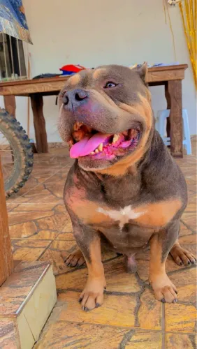 Américan Bully vendo